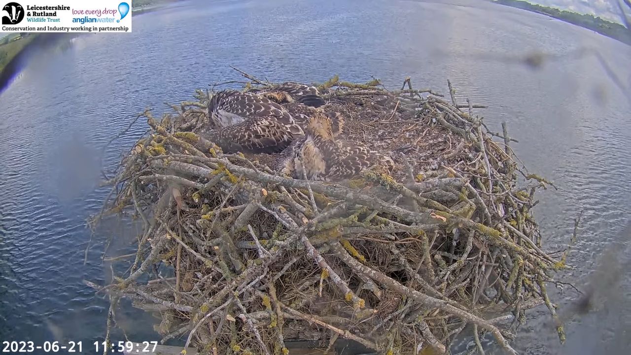 Rutland Water Ospreys Webcam | Manton Bay | Oakham, ENG