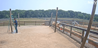 Alpaca Farm Martha's Vineyard