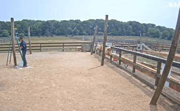 Alpaca Farm Martha's Vineyard