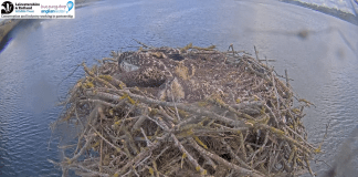 Rutland Water Ospreys Webcam | Manton Bay