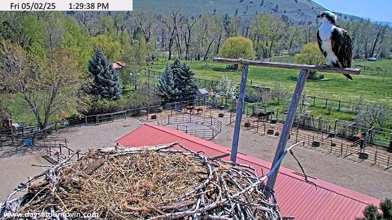 Dunrovin Osprey Cam at the Ranch in Lolo, Montana