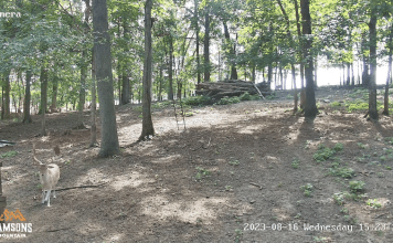Samsons Whitetail Mountain Webcam
