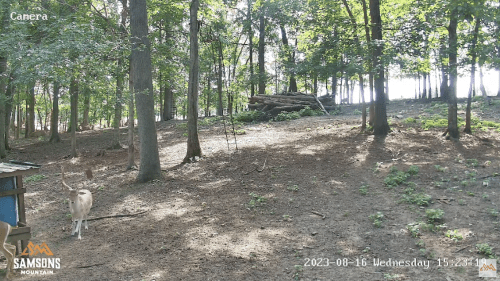 Samsons Whitetail Mountain Webcam | New Illinois