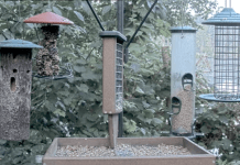 Cornell Bird Feeder Webcam