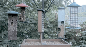 Cornell Bird Feeder Webcam