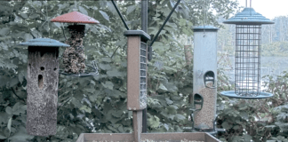 Cornell Bird Feeder Webcam