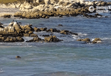 Monterey Webcams | Ca
