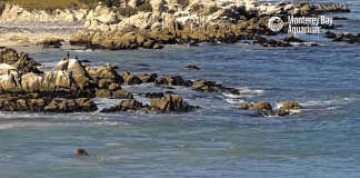 Monterey Webcams | Ca