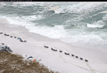 Navarre Beach Webcams