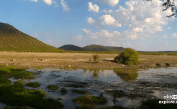 African Water Hole Webcam