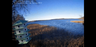 Lake Winnibigoshish Webcam | Deer Lake Mn