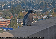 Webcam Berkeley Ca