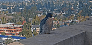 Webcam Berkeley Ca