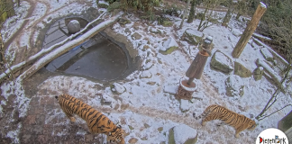 Webcam Dierenpark amersfoort, Utrecht, Netherlands