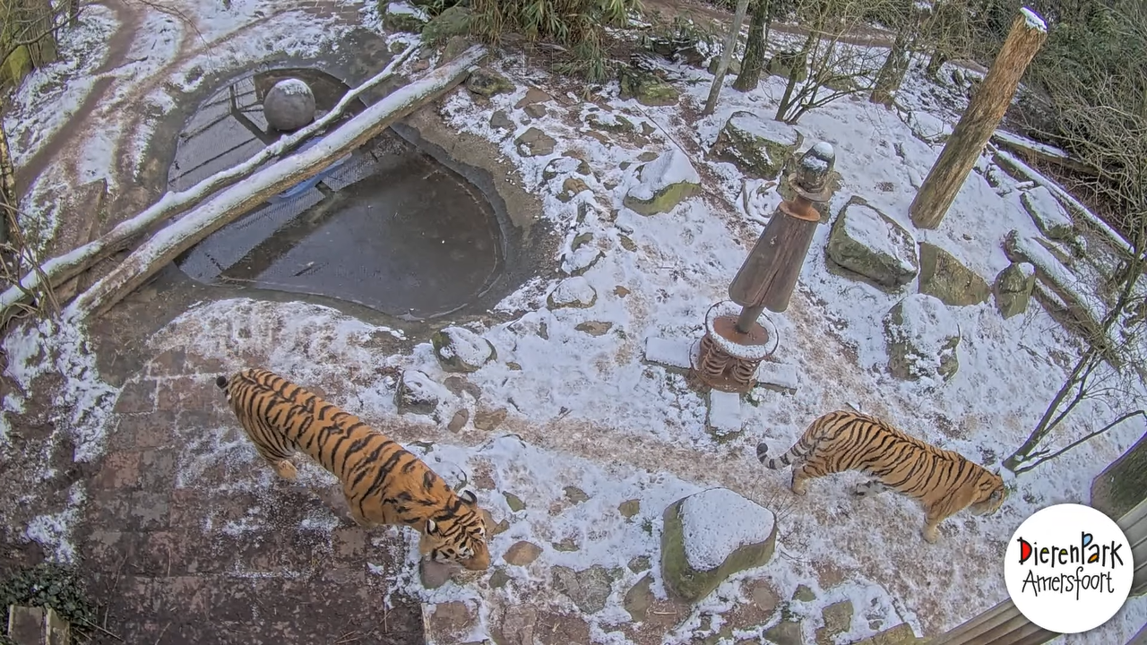 Webcam Dierenpark Amersfoort, Utrecht, Netherlands
