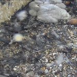 Madison Wisconsin Live Webcam