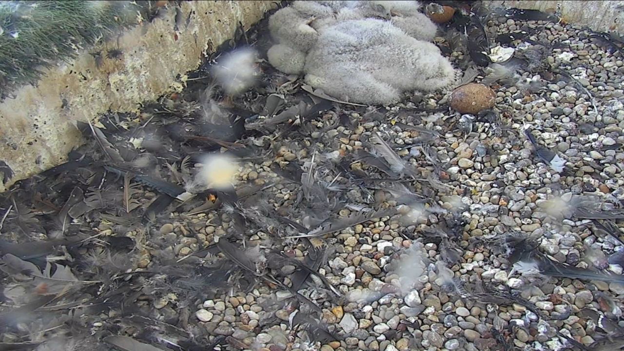 Madison Wisconsin Live Webcam