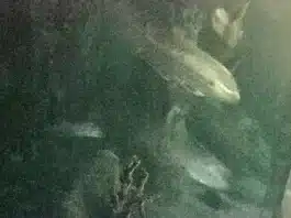 Haus Des Meeres Wien - Shark Tank Kamera