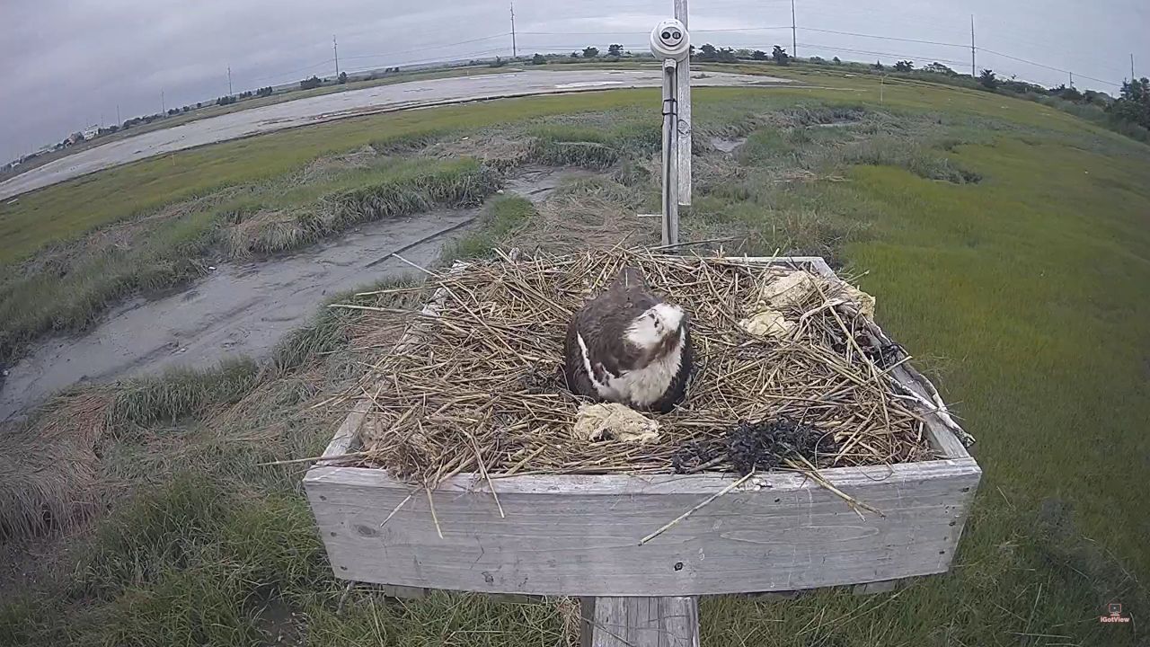 The Wetlands Institute Live Webcam – Stone Harbor, NJ