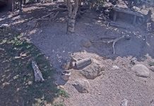 Werribee Zoo Victoria – Lion Cub Cam – South VIC, AUS Werribee Zoo Victoria - Lion Cub Cam - South Vic, Aus