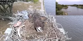 Carova Beach Webcam | North Carolina | Osprey