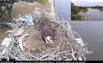 Carova Beach Webcam | North Carolina | Osprey