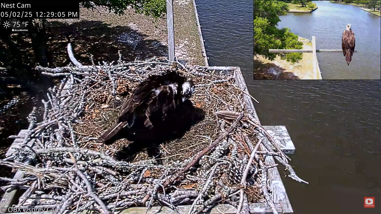 Carova Beach Webcam | Osprey | North Carolina
