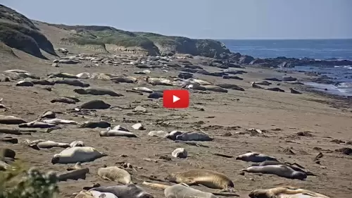 Seal Beach Live Webcam New In California