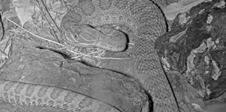 Colorado Mega Den Rattlesnakes Webcam | Live Hd Video