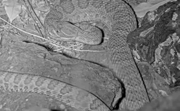 Colorado Mega Den Rattlesnakes Webcam | Live Hd Video