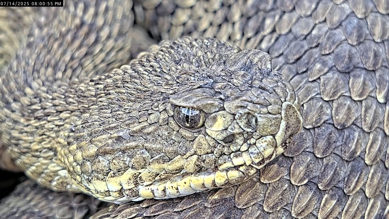 Colorado Mega Den Rattlesnakes Webcam | Live HD Video