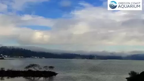 Oregon Coast Aquarium Live Cam – Yaquina Bay – Newport