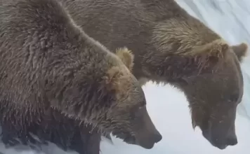 Bear Katmai Webcam