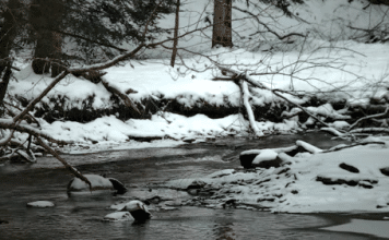 Live Webcam Eriegrove Forest Creek - Forestville, New York