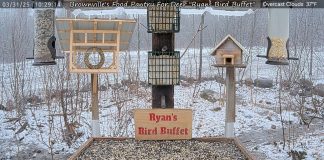 Food Pantry For Deer In Brownsville Maine