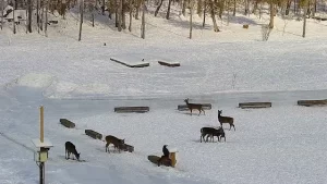 Food Pantry For Deer In Brownsville Maine