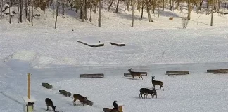 Food Pantry For Deer In Brownsville Maine