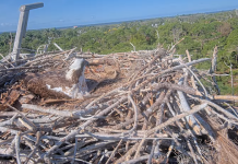 Live Webcam Pine Island