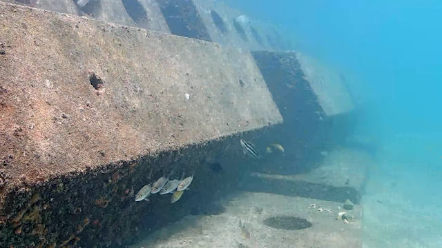 Wahoo Bay Pompano Beach Cam