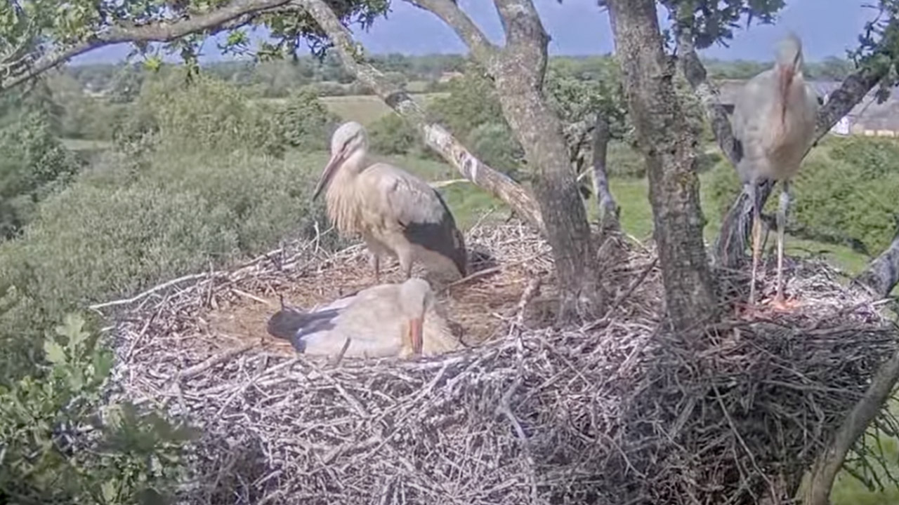 Knepp White Stork Webcam