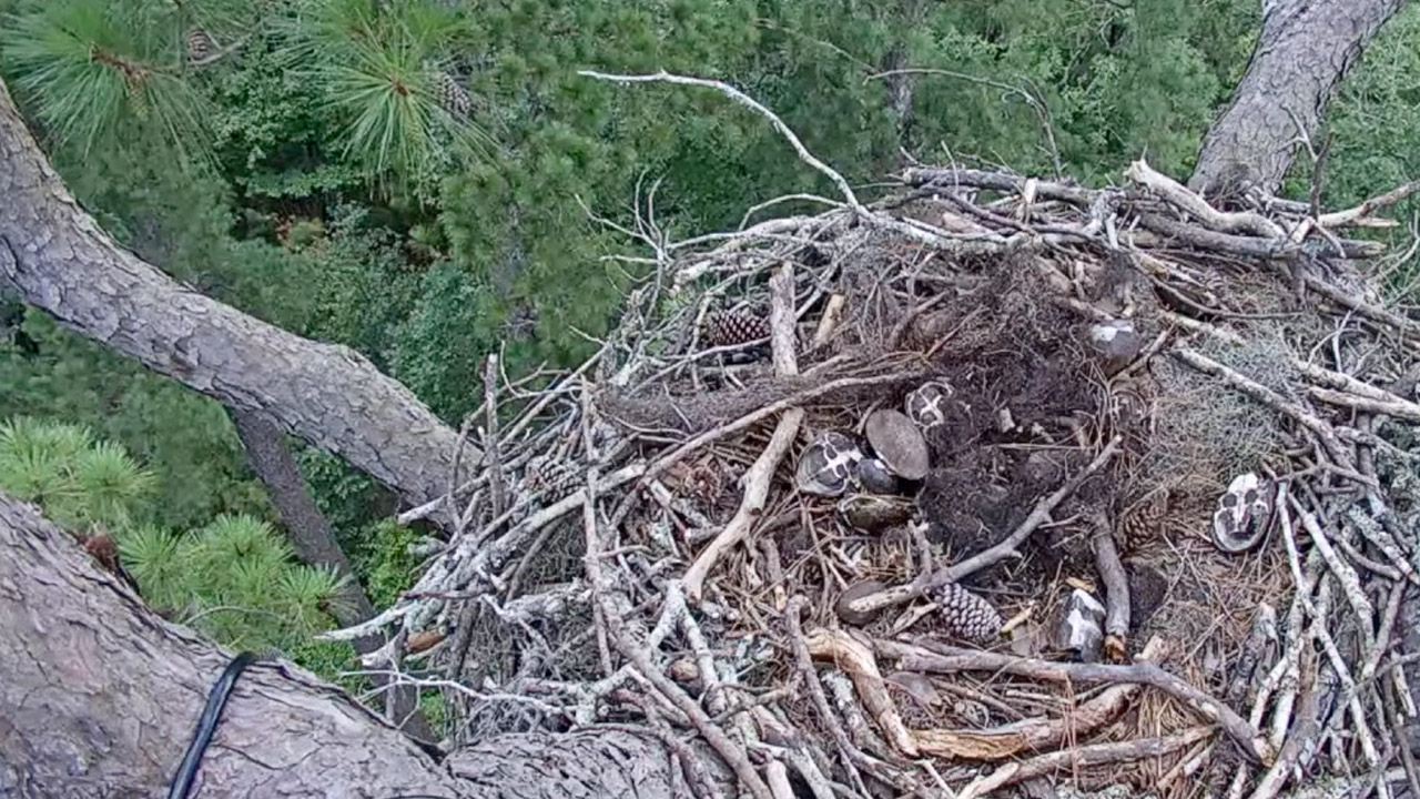 Kisatchie Eagle Live Cam