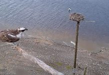 Llyn Brenig Osprey Live Webcam - Wales, Uk