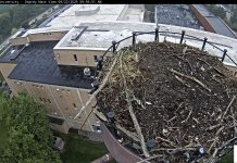 Ferris State University Osprey Webcam - Big Rapids, Mi