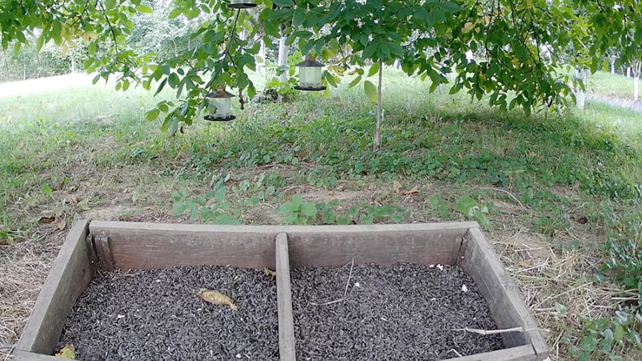 Forests of Bucovina Webcam