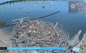 Osprey Cam - Oyster Bay, Long Island, New York