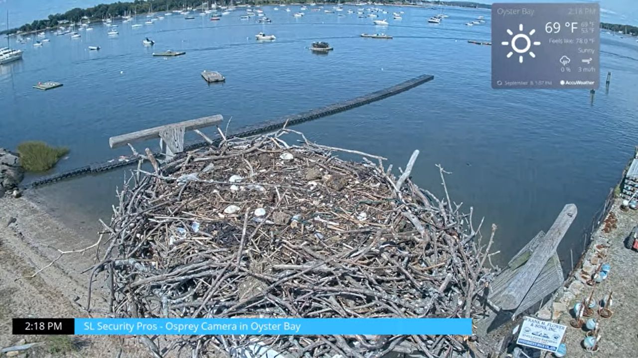 Osprey Cam – Oyster Bay, Long Island, New York