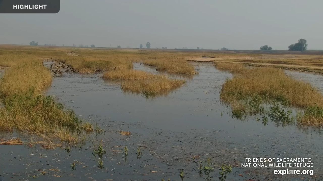 Sacramento National Wildlife Refuge Live Webcam