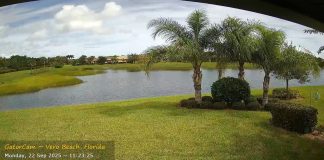 Vero Beach, Florida Live Gator Webcam - Treasure Coast